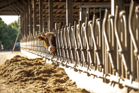 A cow peeks through metal bars in a barn at Erfgoed Bossem - Lodgetenten Twente, with feed spread on the ground.