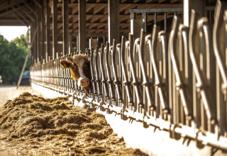 Una mucca guarda attraverso le sbarre in una stalla di Erfgoed Bossem - Lodgetenten Twente, con mangime sul pavimento.