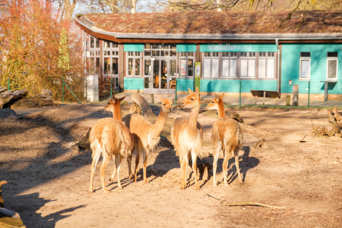 Groep hertachtige dieren in zonnig verblijf bij groen gebouw op Boomhut - Dierentuin Schwerin glampingterrein.