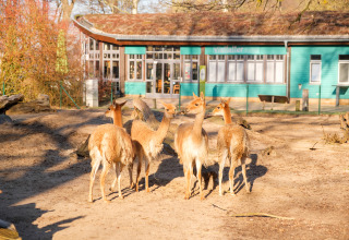 Groep hertachtige dieren in zonnig verblijf bij groen gebouw op Boomhut - Dierentuin Schwerin glampingterrein.