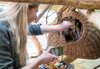 Una mujer alimenta a un perezoso en una cesta de mimbre en Boomhut - Dierentuin Schwerin glamping.