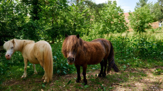 Pony's - Villatent - Camping La Pech Charmant - Les Eyzies, Dordogne, Frankrijk