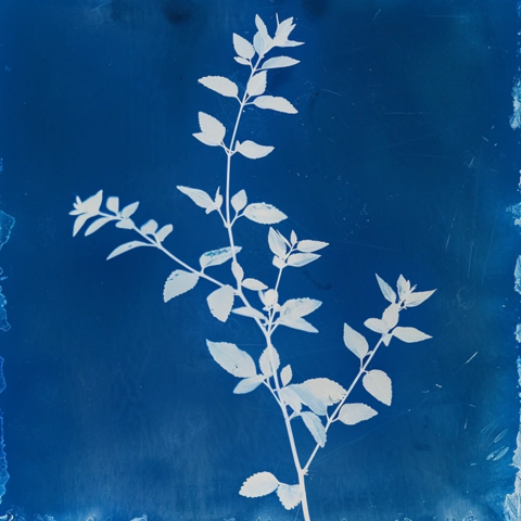Cyanotype image of a leafy plant silhouette in blue tones, inspired by Lavita Camp Cagliari in Sardinia.