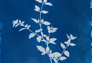 Cyanotype bleu d’une silhouette de plante, rappelant Lavita Camp Cagliari - Glampingtenten Sardaigne.