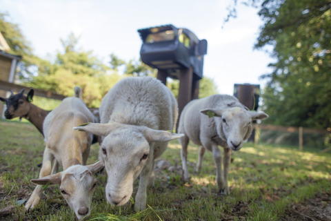 Sheep and goats grazing in front of a unique De Vreemde Vogel glamping accommodation in Zuid-Holland, the Netherlands.