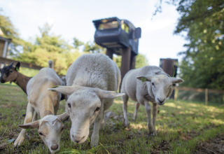Får og geder græsser foran unik glampingindkvartering hos De Vreemde Vogel i Zuid-Holland, Holland.