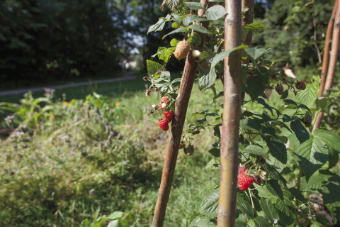 Gros plan sur des framboises mûres poussant sur un buisson dans le jardin du glamping De Vreemde Vogel à Zuid-Holland.