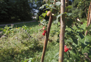 Nahaufnahme von reifen Himbeeren an einem Strauch im Garten der Glamping-Unterkunft De Vreemde Vogel in Zuid-Holland.