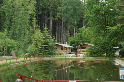 Alojamiento glamping con tiendas safari junto a un estanque, rodeado de bosque en Safritop am Mühlenteich.