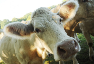 Een nieuwsgierige koe op de weide bij Kimaro Farmhouse - Safaritenten Bourgogne, glampingverblijf.