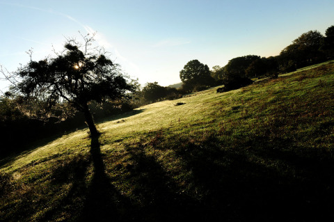 Tilted view of the scenic field at Kimaro Farmhouse - Safaritenten Bourgogne, ideal for glamping or camping.