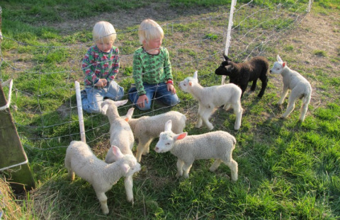 Due bambini giocano con degli agnelli sull’erba a It Dreamlân Ecolodges Friesland, alloggio glamping.