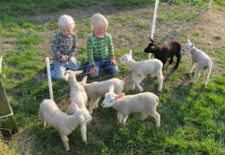 Deux enfants jouent avec des agneaux sur l'herbe à It Dreamlân Ecolodges Friesland, une adresse glamping.