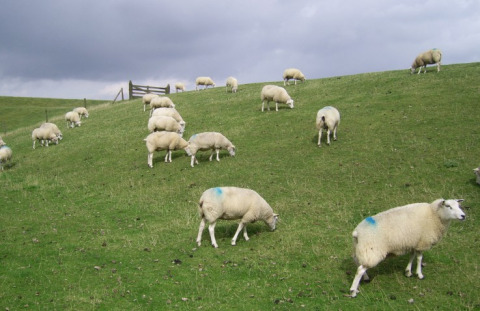 Des moutons pâturent sur une colline verdoyante sous un ciel nuageux près de It Dreamlân - Ecolodges Friesland, glamping.