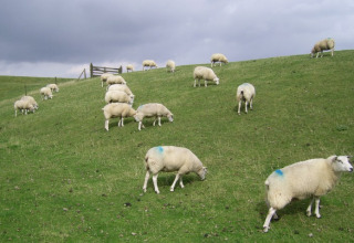 Schapen grazen op een groene heuvel onder een bewolkte lucht bij It Dreamlân - Ecolodges Friesland, glamping.