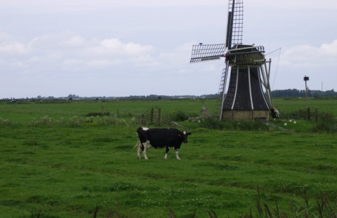A black and white cow grazing on a green meadow with a windmill at It Dreamlân - Ecolodges Friesland.