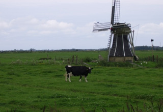 Schwarz-weiße Kuh weidet auf einer grünen Wiese mit traditioneller Windmühle bei It Dreamlân, Friesland.