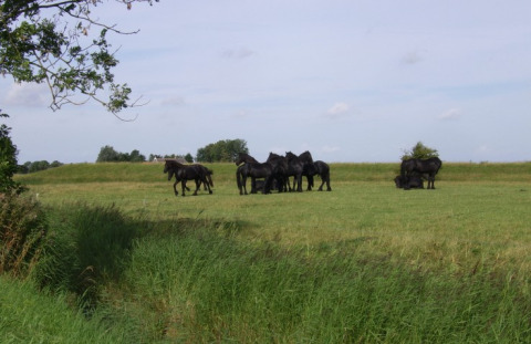 Groupe de chevaux noirs broutant dans un champ près d'It Dreamlân - Ecolodges Friesland entourés de nature.