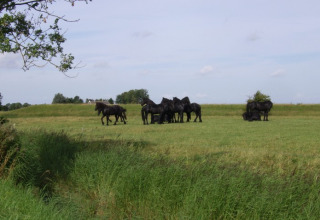 Groupe de chevaux noirs broutant dans un champ près d'It Dreamlân - Ecolodges Friesland entourés de nature.