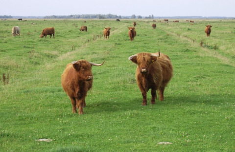 Hooglanders grazen op de velden bij It Dreamlân - Ecolodges Friesland, ideaal voor glamping of kamperen.