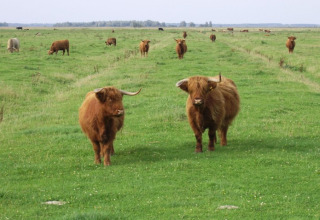 Bovini Highland al pascolo nei prati di It Dreamlân - Ecolodges Friesland, ideale per glamping o campeggio.