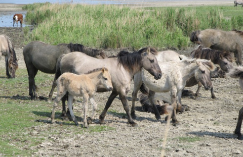 Wild horses grazing in nature near It Dreamlân - Ecolodges Friesland, a glamping site in Friesland, NL.