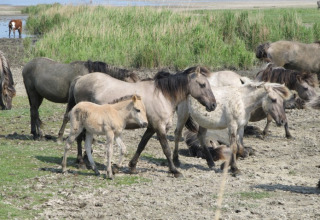 Des chevaux sauvages près d'It Dreamlân - Ecolodges Friesland, glamping écologique en Frise, Pays-Bas.