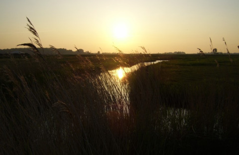 Zonsondergang over het riet bij It Dreamlân - Ecolodges Friesland, perfecte plek voor glamping.