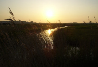 Zonsondergang over het riet bij It Dreamlân - Ecolodges Friesland, perfecte plek voor glamping.