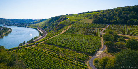 Blick über Weinberge an der Mosel bei Camping Gülser Moselbogen - Herderwagens, Rheinland-Pfalz, Deutschland.
