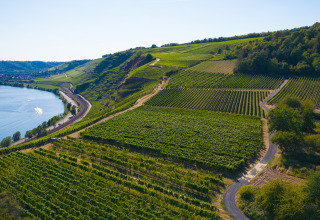 Uitzicht over wijngaarden bij de rivier, vlakbij Camping Gülser Moselbogen - Herderwagens, Rijnland-Palts, Duitsland.