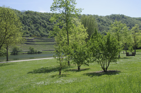 Zona de camping verde junto al río en Camping Gülser Moselbogen, Renania-Palatinado, rodeado de colinas y árboles.
