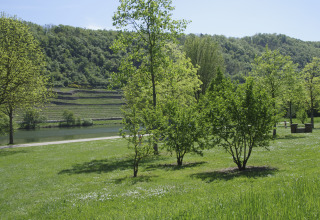Grøn campingplads ved Mosel-floden på Camping Gülser Moselbogen i Rheinland-Pfalz med bakker i baggrunden.