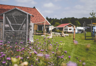 Camping De Bovenberg – Lodgetenten Twente: zona de glamping rodeada de flores, césped y alojamientos en Holanda.