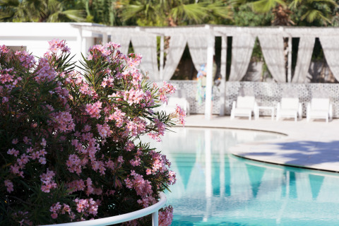 Buissons fleuris roses près d’une piscine avec transats au Villa Alwin Beach Resort dans Le Marche.