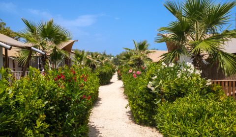 Pathway lined with lush shrubs and palm trees, leading through glamping tents at Villa Alwin Beach Resort in Le Marche.