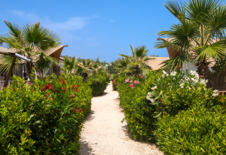Allée bordée d’arbustes fleuris et de palmiers, entre les tentes glamping du Villa Alwin Beach Resort à Le Marche.