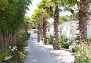 Chemin bordé de palmiers à Villa Alwin Beach Resort, tentes lodges de luxe près de la plage à Le Marche.