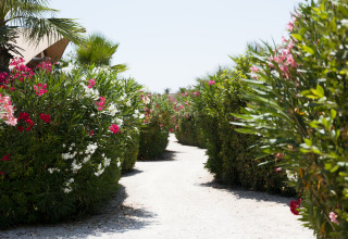 Sentier ensoleillé bordé d’arbustes fleuris au glamping Villa Alwin Beach Resort, Le Marche, Italie.