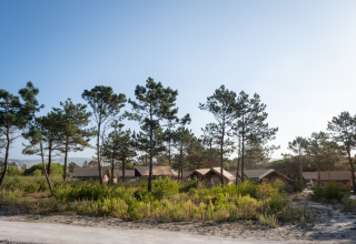 Huttopia Lagoa de Óbidos glamping tents set among tall pine trees in Portugal under a clear blue sky.