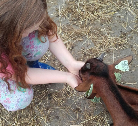Un niño alimenta a dos cabras marrones con etiquetas verdes en las orejas durante unas vacaciones en camping familiar.
