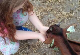 Un enfant nourrit deux chèvres brunes avec des étiquettes vertes sur une ferme lors d’un séjour en camping familial.