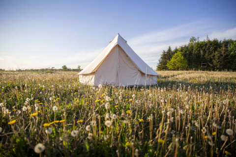 En glampingtelt i en smuk blomstereng, Holmely - Glampingtenten i Midtjylland, under en blå himmel.