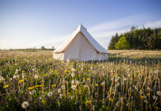 En glampingtelt i en smuk blomstereng, Holmely - Glampingtenten i Midtjylland, under en blå himmel.