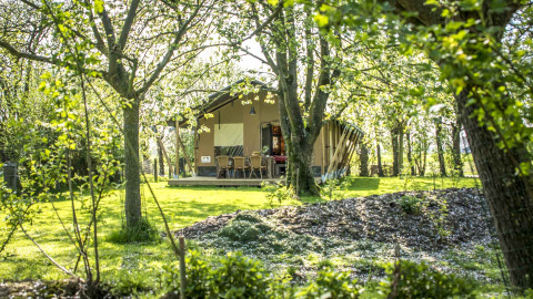 Glamping Voedselbron Graauw - Safaritenten Zeeland immerso tra alberi verdi e luce solare filtrante.