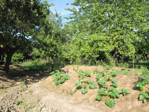 Vue sur un jardin de permaculture avec arbres et légumes à Voedselbron Graauw - Safaritenten Zeeland camping.