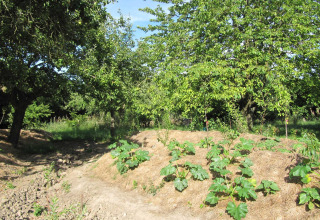 Vue sur un jardin de permaculture avec arbres et légumes à Voedselbron Graauw - Safaritenten Zeeland camping.