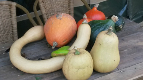 Calabazas y calabacines variados sobre una mesa de madera en Voedselbron Graauw - Safaritenten Zeeland.