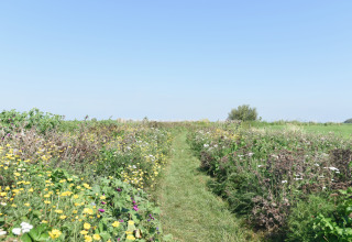 Chemin herbeux au milieu de fleurs sauvages à Smûk Recreatie - Lodgetenten Friesland, glamping aux Pays-Bas.
