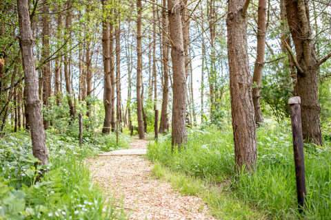 Waldweg auf dem Landgoed Lindehof – Natuur Lodges Friesland, perfekt für Glamping und Camping.
